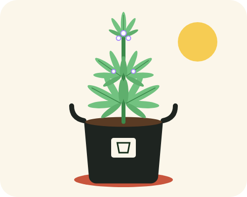 Drawing of an autoflower starting to flower in a 2 gallon fabric pot