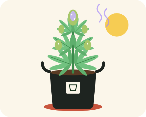 Drawing of a cannabis plant with swelling buds in a 2 gallon fabric pot