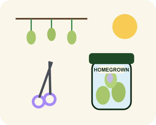 Drawing of hanging buds, scissors and a jar for harvest, dry and trim