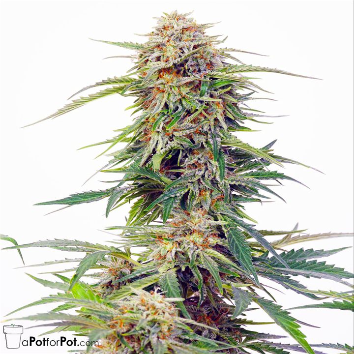 Close-up of a homegrown cannabis bud