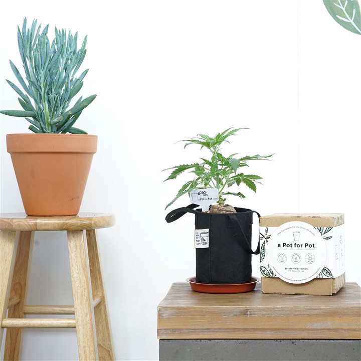 Bonsai cannabis plant in a 1/2 gallon a Pot for Pot fabric pot on a small side table next to the kit box