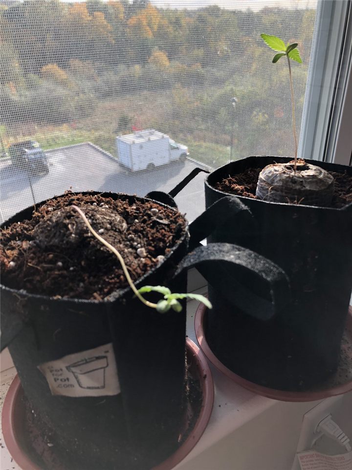 Cannabis seedlings in a Pot for Pot 1/2 gallon fabric pots on a sunny windowsill