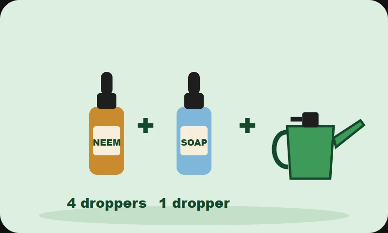 Illustration: 4 droppers of neem oil plus 1 dropper of soap into a watering can