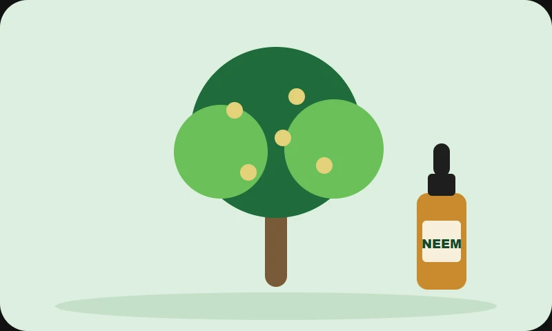 Illustration: a neem tree next to a bottle of neem oil