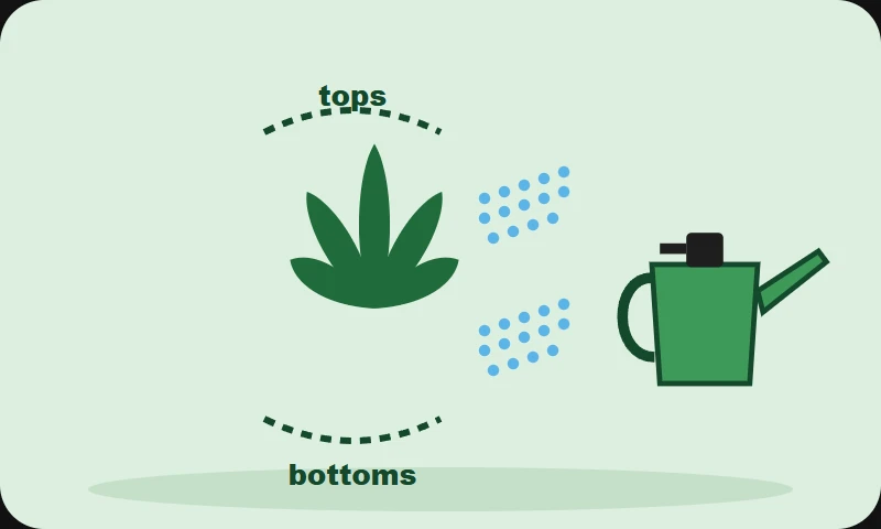 Illustration: misting the tops and bottoms of a plant's leaves