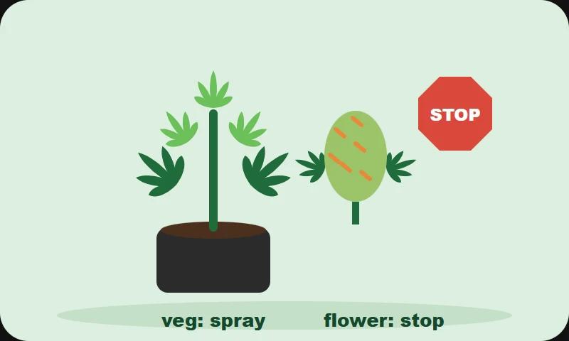 Illustration: spray the plant while it grows leaves, stop once it flowers