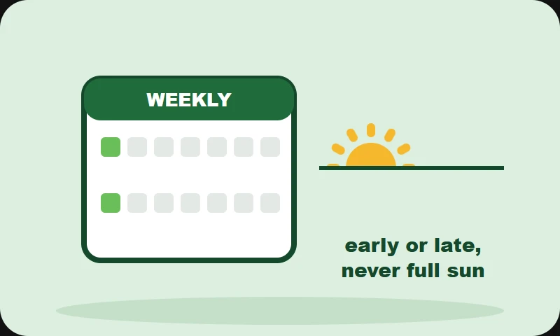 Illustration: a weekly calendar and a low sun, spray early or late
