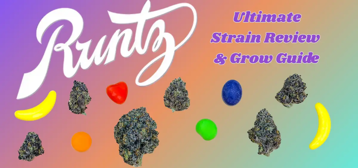Dark purple Runtz cannabis buds on a strain review banner