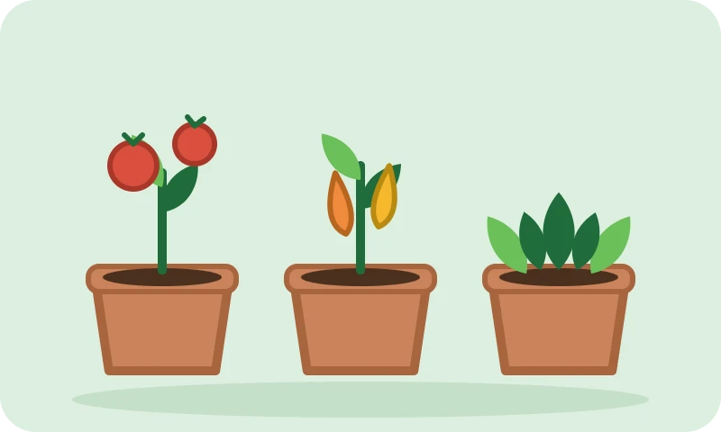 Illustration: tomato, pepper and herb seedlings growing in pots