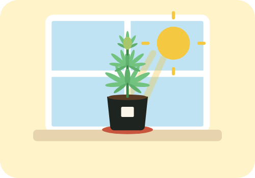 Drawing of a 2 gallon cannabis plant on a sunny windowsill
