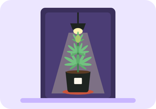 Drawing of a 2 gallon cannabis plant in a small grow tent