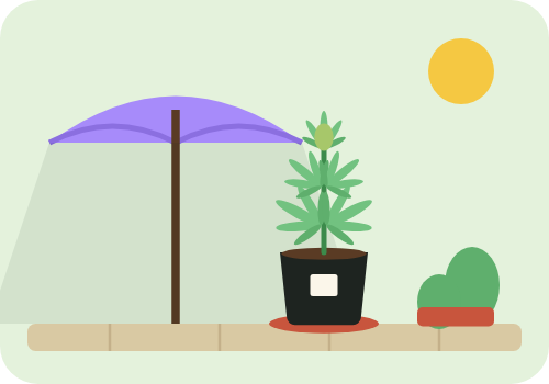 Drawing of a 2 gallon cannabis plant on a patio or balcony