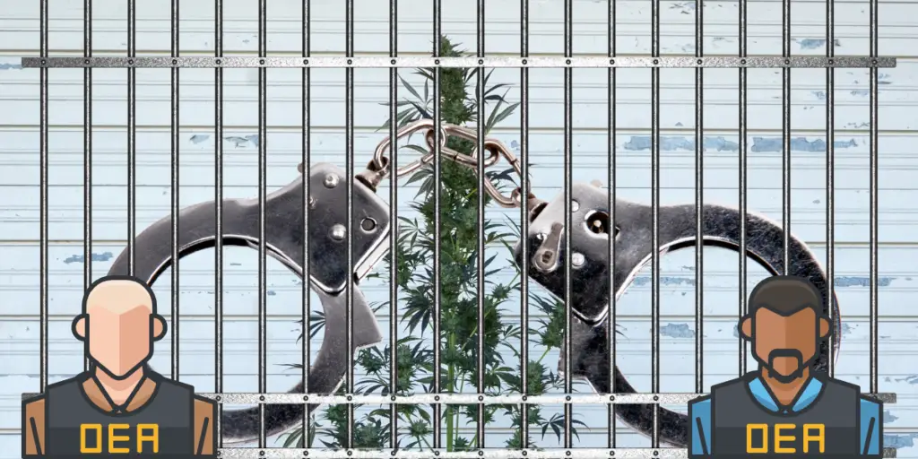 weed plant behind bars